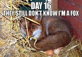 DAY 16 THEY STILL DON'TKNOW I'M A FOX