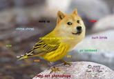4ea.jpg wake up chirpe chirpe science gone too far? wow such birde wow giv bordseed tail dat pls wow 200 old not photoshope