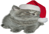 "source":http://clearsan.co.vu/post/104326503532/here-is-a-little-grey-cat-with-a-santa-hat-for-all