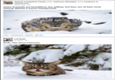 Snow Leopard Trust with Jethroe Streidier and Andrew A Dickerson Just now-4 Snow leopards are beautiful in any setting, but they are at their most striking against a snowy background! Like Comment Share20 Lil Bub 2 mins-e BUB, The Snow Princess