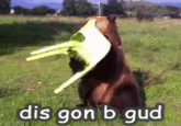 dis gon b gud
