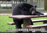 Patient Bear. is becoming impatient