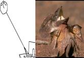Long Neck Reaction Lizard