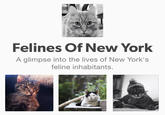 "source":http://felinesofnewyork.com