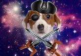 Jolly Roger puppy
