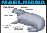 Nurse's Office Health Poster MARIJUANA fleshy elephant trunk-like nose small ears small eyes sharp teeth clawed front flippersgrayish brown in color with a lighter chest
