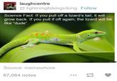 laughcentre lightningbikingviking Follow Science Fact: If you pull off a lizard's tail, it will grow back. If you pull if off again, the lizard will be like "dude". Source: memewhore 67,064 notes