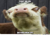 Llama Fight me IRL FIGHT MEIRL DO YOU EVEN LIFT MEMES & FUNNY PICS FRABZ.COM
