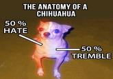 THE ANATOMY OF A CHIHUAHUA 50% HATE 50 % TREMBLE