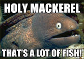 HOLY MACKEREL THATS A LOT OFFISH!