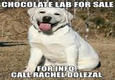 CHOCOLATE LAB FOR SALE FOR INFO CAIL RACHELDOLEZAL