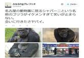 A tweet sent by one fan read: "The gorilla called Shabani at a Nagoya zoo is so 'ikemen' I can't stop laughing. I so want to go see him, it's too much"

"Source":http://www.bbc.com/news/world-asia-33290043