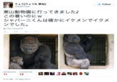 "I went to Higashiyama Zoo. This hot Shabani Ikemen was certainly handsome."

"source":https://twitter.com/ayajincyan/status/603504489975320577