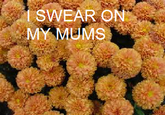 SWEAR ON MY MUMS 25 Chrysanthemum flower