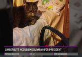 LIMBERBUTT MCCUBBINS RUNNING FOR PRESIDENT POP QUIZ QUESTION THE 411 POP QUIZ ANSWER