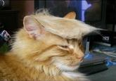 "Source":http://fellowshipoftheminds.com/2014/02/03/how-your-cat-can-look-like-donald-trump/