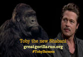 This is the star of The Gorilla Org.'s new advertising campaign with Bill Oddie. I thought he was a the new Shabani, more handsome and if Shabani looks like George Clooney I think he is closer to Brad Pitt. What do you think?