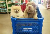 PETSMART ⑨BEARCOAT TONKEY