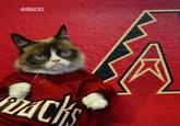 @DBACKS Arizona Diamondbacks Major League Baseball draft MLB Los Angeles Dodgers cat small to medium sized cats whiskers cat like mammal