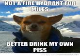 NOT A FIRE HYDRANT FOR MILES BETTER DRINK MY OWN PISS more funny stuff at FUNNYASDUCK.NET