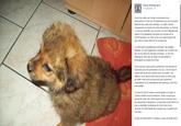 "Facebook post":https://www.facebook.com/CauseAnimaleNord/photos/a.228236363971986.52226.227924290669860/772081236254160/?type=3&permPage=1