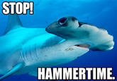 STOP HAMMERTIME