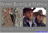 Winter Birding at Malheur Woodpecker P----- woods Republican Family Values