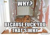 "Found here":http://weknowmemes.com/2012/01/why-because-f----you-thats-why/