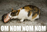 OM NOM NOM NOM