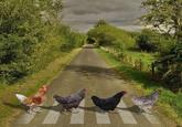 Abbey Road Parody As seen on Charlie Drake's Facebook page, 30-Jan-2016 at 8:00am
http://www.facebook.com/photo.php?fbid=10209296068298144