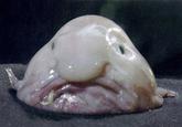 Blobfish and it's unique looks are known in russian internets, and are often associated with "Sad s---" (Унылое Говно)- A s--- so s-----, it's just sad.
