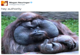 の1 Megan Neuringer& @MeganNeuringer hey authority