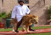 a Muslim can ride a lion as Steven Universe series