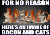 FOR NO REASON HERE'S AN IMAGE O BACON AND CATS