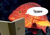 "source":https://vk.com/fishread?z=photo-89806150_358920536%2Falbum-89806150_00%2Frev