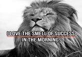 OLOVE THE SMELL OF SUCCESS IN THE MORNINGS