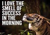 ILOVE THE SUCCESS MORNING LUXQUOTES