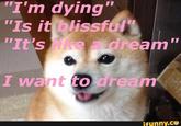 "I'm dying" "Is it blissful "It's ream want to dream ifunny.Cサ