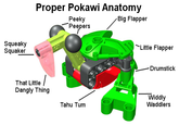 Proper Pokawi Anatomy Peebers8g Fiapper Big Flapper Peepers Squeaky Squaker Little Flapper Drumstick That Little Dangly Thing Widdly Waddlers Tahu Tum