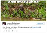 OKMATE HAVEL JUST SEEN THAT Connor McNamara @connormcnamaraT Follow That Jaguar eating the Caiman was amazing #planetearth2 4:04 PM 20 Nov 2016 わ 다 436 1,312