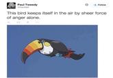 Paul Tweedy @Paul2el Follow This bird keeps itself in the air by sheer force of anger alone.