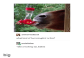 animal-factbook what kind of hummingbird is this? unclefather Take a f------ sip, babes big