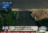 Sun City, AZ 1:20 PM KSAZ FOX EWS Black llama in custody: white llama still on the loose hepard Smith REPORTING LIVE INTERNET SERVICE PROVIDERS LIKE COMCAST, VERIZON FOXIBUSINESS