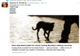 Internet Person TM and 9 others follow Rachel H. Smith Φ @rachelholiday-Feb 14 [inhales for a full minute] THEY'RE GOOD DOGS, BRENT Hero dog takes bullet for owner during Brooklyn robbery, survives A dog took a bullet for his best friend and survived - after a trio of robbers jumped his master in Brooklyn, officials said Saturday. nydailynews.com
