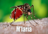 Mlaria Mosquito insect pest invertebrate macro photography mosquito close up