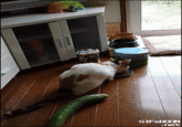 GIFsB00M