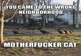 YOUCAMETOTHE WRONG NEIGHBORHOOD M----------- CAT