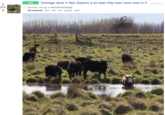 Meta Drainage canal in New Zealand is so clean they even have cows in it niwa.co.z submitted 1 day ago by NoXmasForJohnQuays 102 comments share save hide give gold report 870
