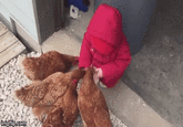 Baby Seeing Chickens For First Time Made this gif, but credit goes to the original creator.
<iframe width="560" height="315" src="https://www.youtube.com/embed/uGQ9Hlw1DfM?ecver=1" frameborder="0" allowfullscreen></iframe>