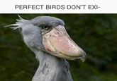 PERFECT BIRDS DON'T EXI